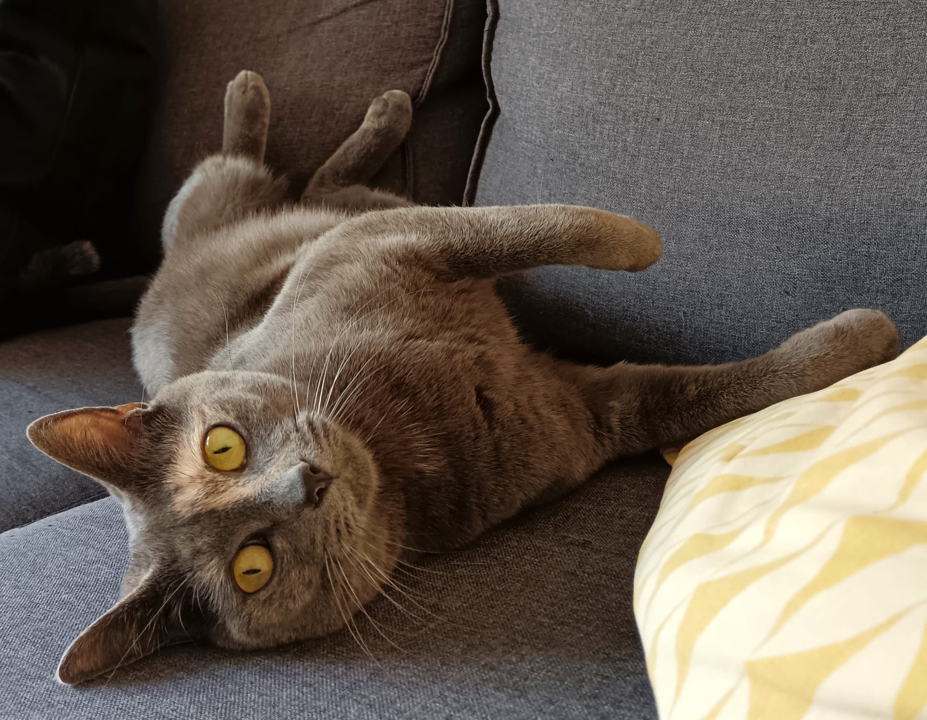 Chat observant